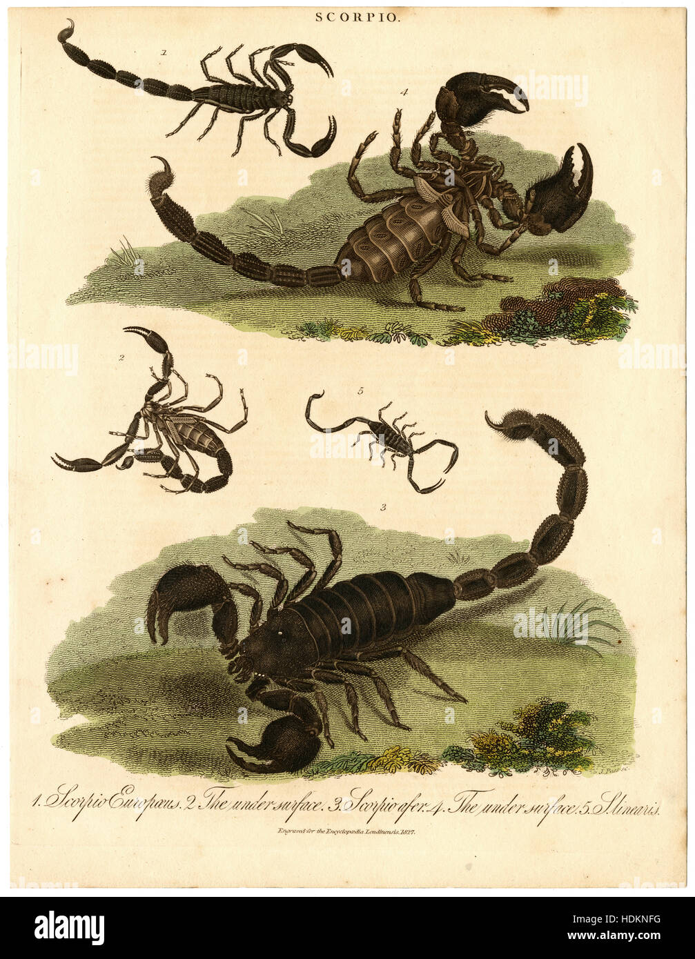 Antique 1827 engraving from the London Encyclopedia showing genus Scorpio — Scorpio Europaeus (European Scorpion), The Under Surface, Scorpio Afer (Black Scorpion), The Under Surface, Scorpio linearis (Linear Scorpion). SOURCE: ORIGINAL ENGRAVING. Stock Photo