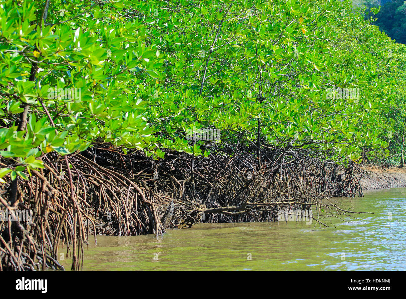 Magrove. Kilim Karst Geoforest Park. Langkawi, Malaysia Stock Photo - Alamy