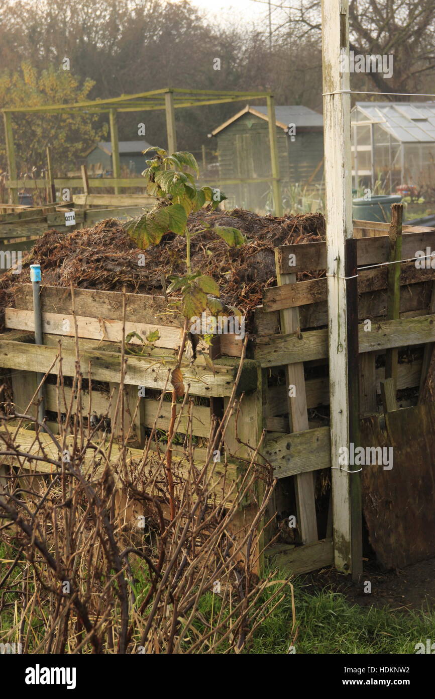 Steaming horse manure in compost bin on allotment garden organic soil