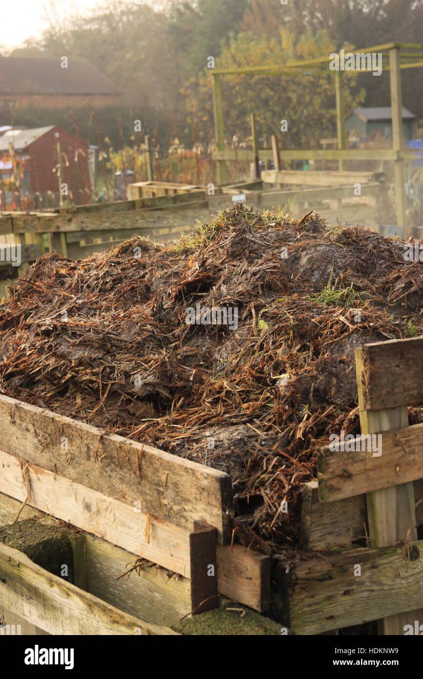 Steaming horse manure in compost bin on allotment garden organic soil