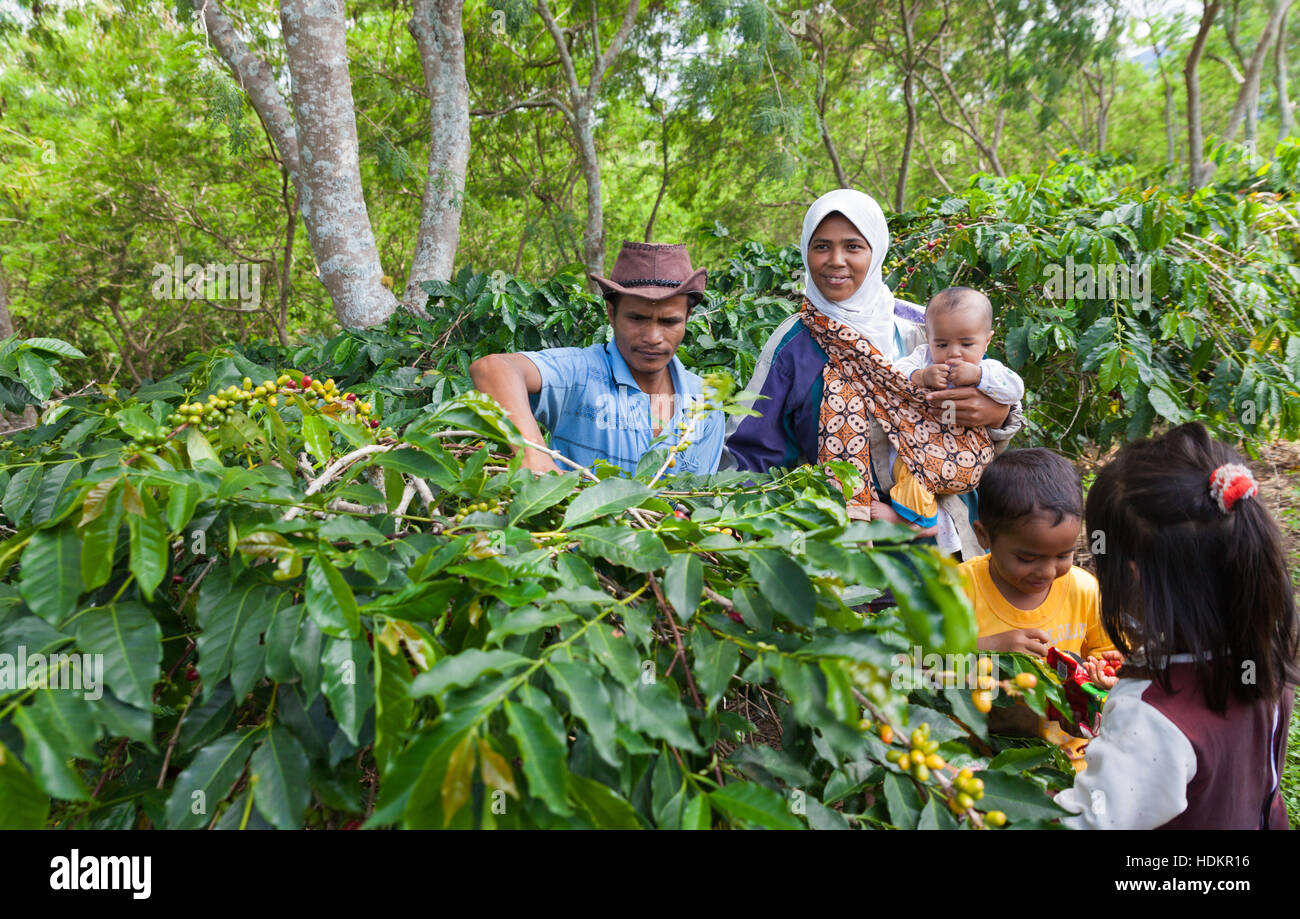 muslim family harvesting ripe coffee cherries Stock Photo