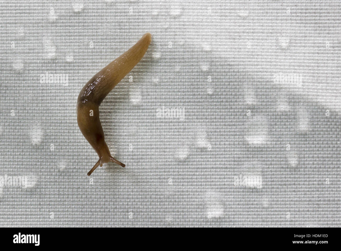 Snail on synthetic fabric with rain drops. Concept of coexistence between natural world and man made objects Stock Photo