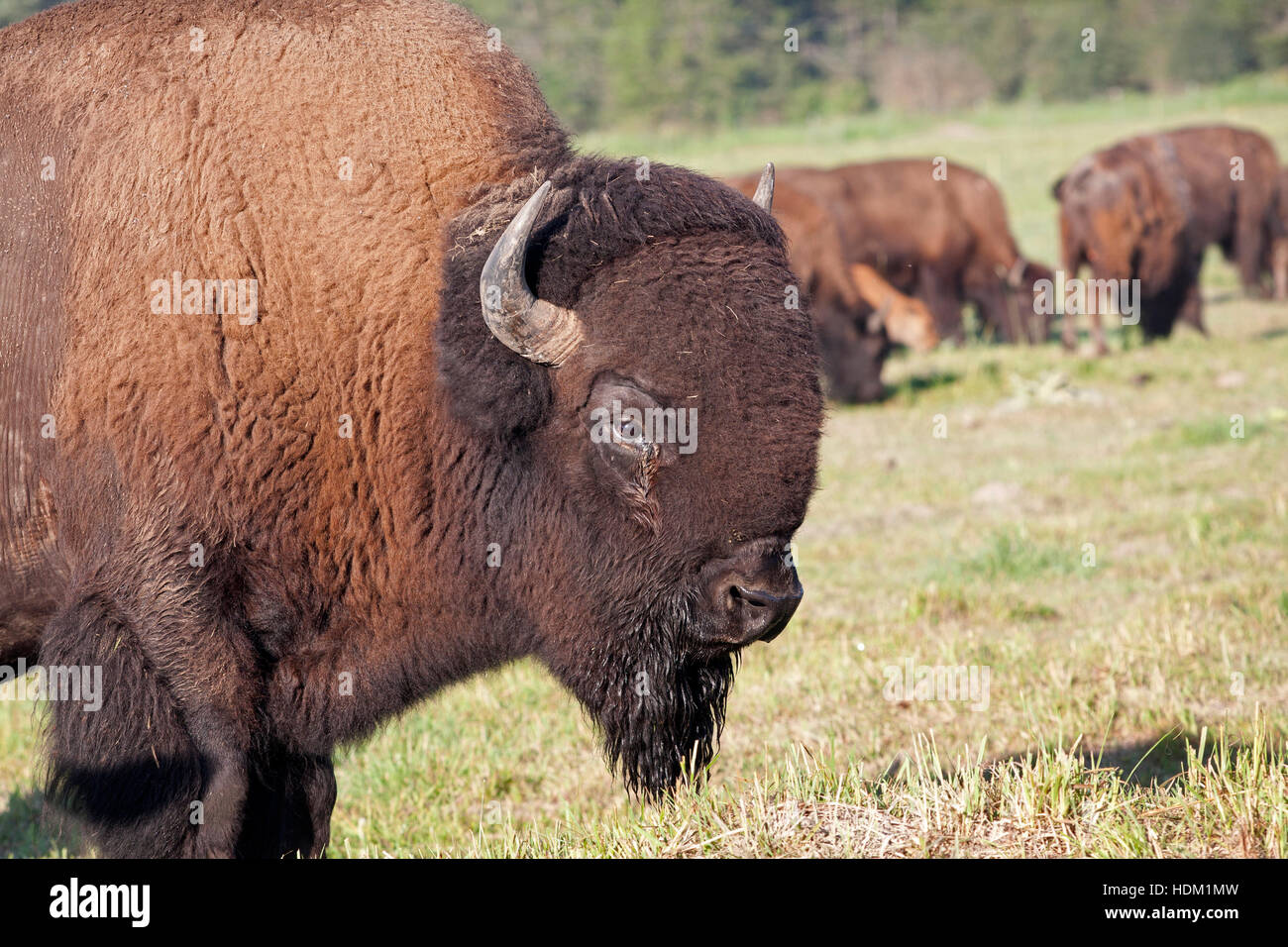 American Bull Buffalo guards his herd Stock Photo