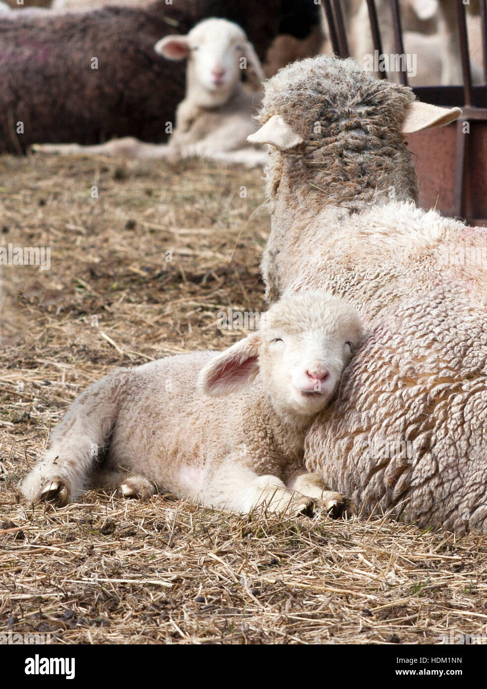 Lamb with eyes closed hires stock photography and images Alamy