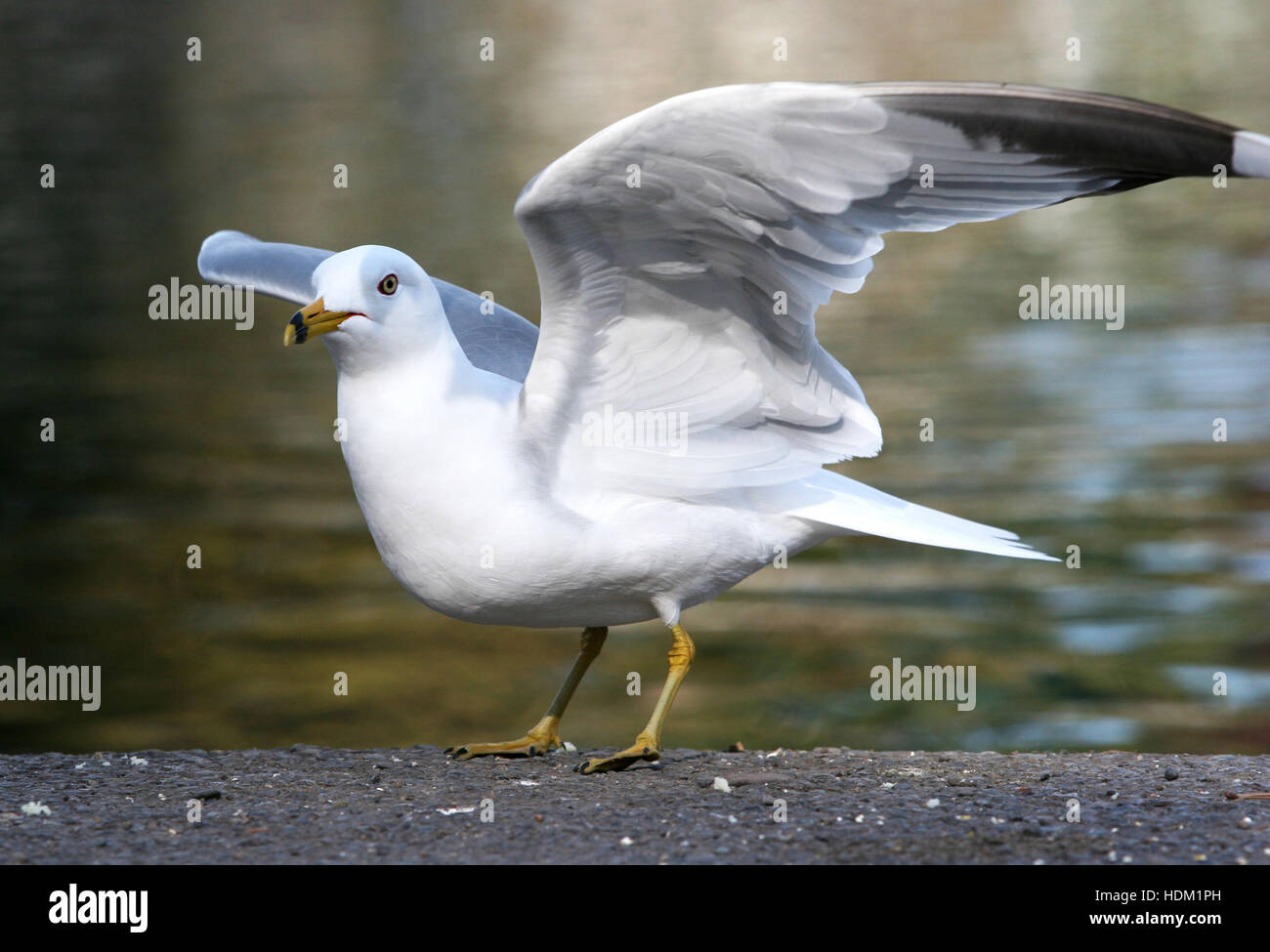 Ring-billed Gull with outstretched wings Stock Photo