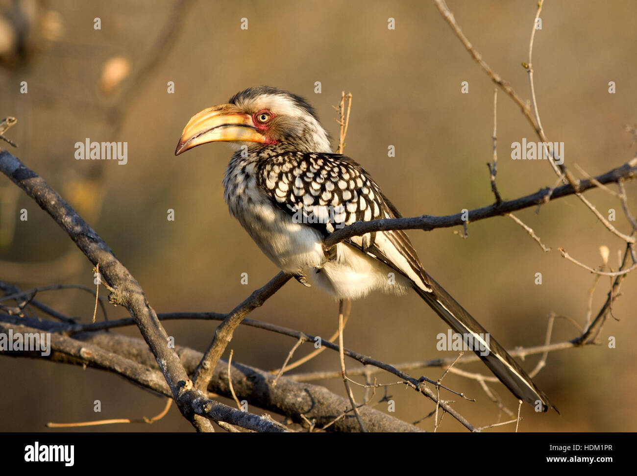 Yellow-billed Hornbill in South Africa Stock Photo