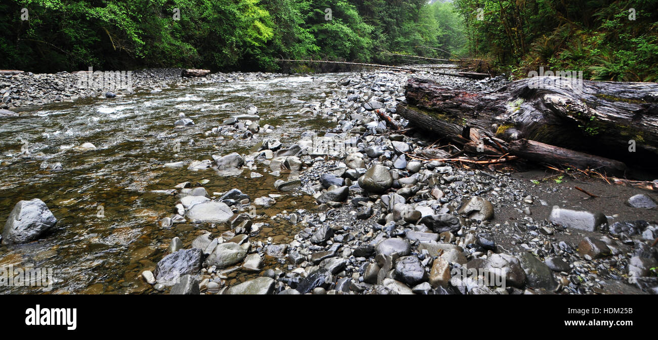 Finley Creek, Olympic National Park, Washington State, USA Stock Photo