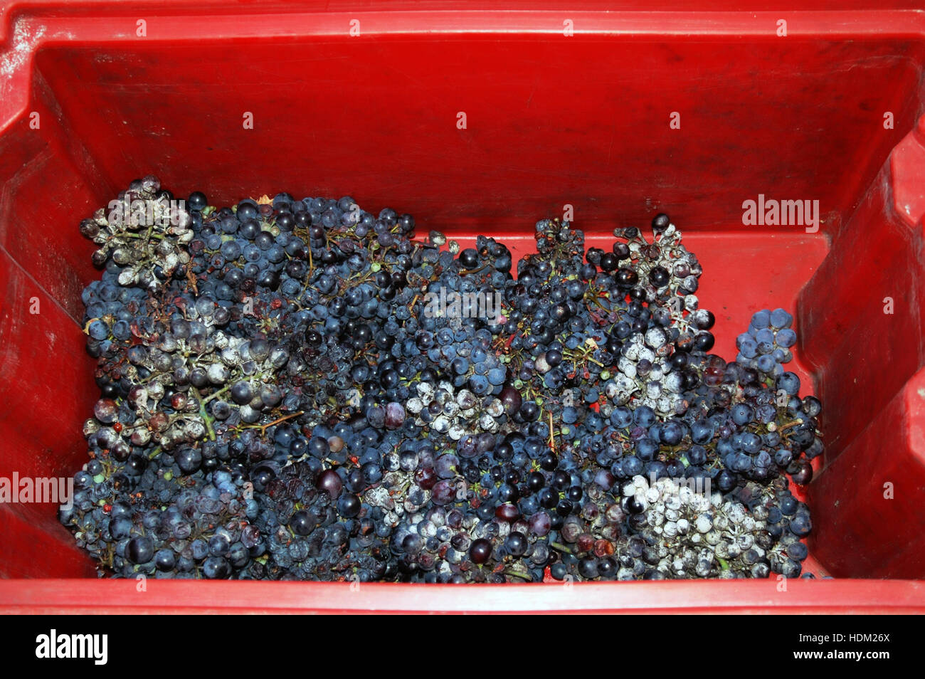 Zinfandel grapes right after harvest, Coldigioco, Apiro, Marche, Italy Stock Photo