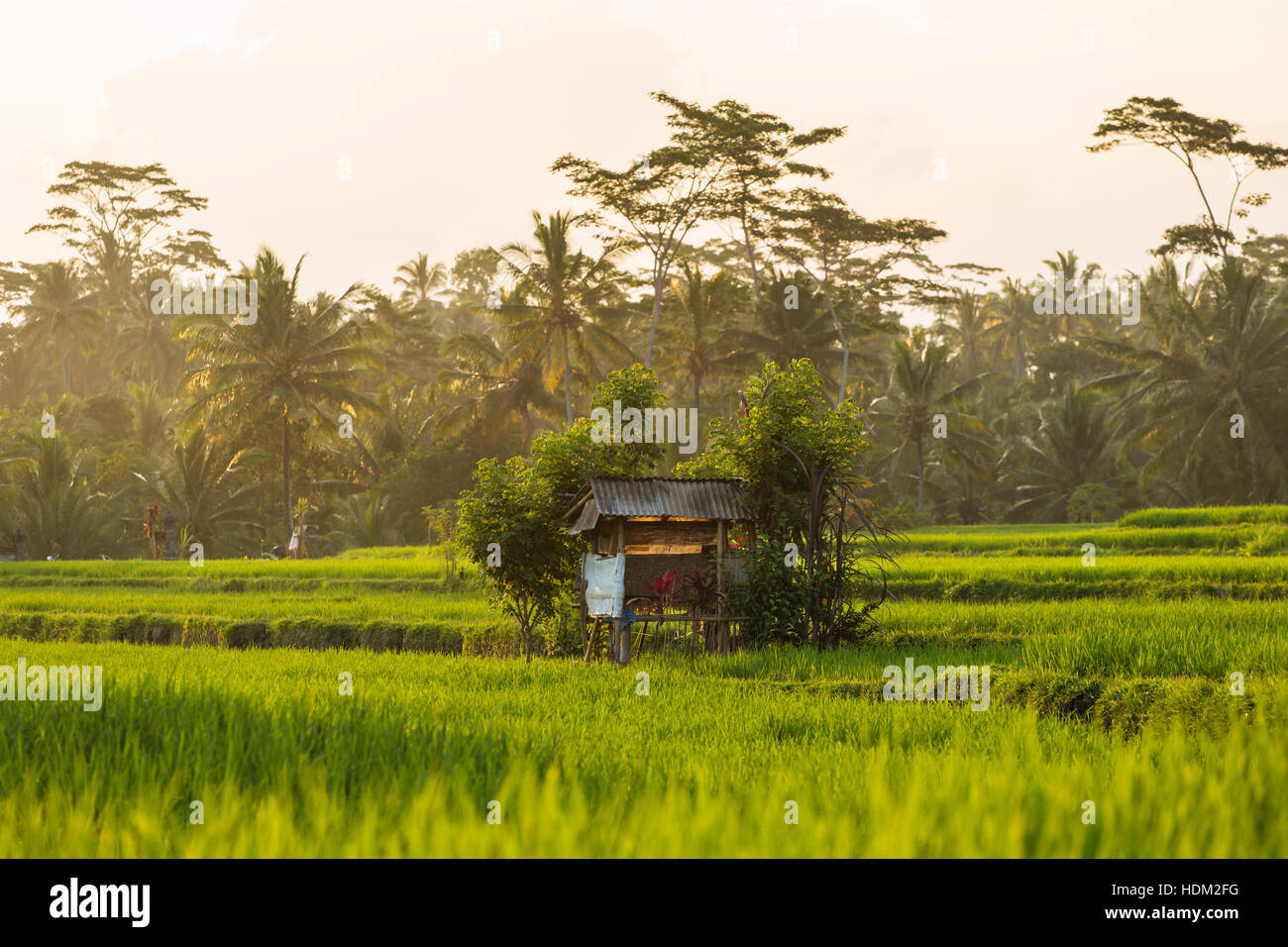 Terrace rice fields on a sunny day, Bali, Indonesia. Stock Photo