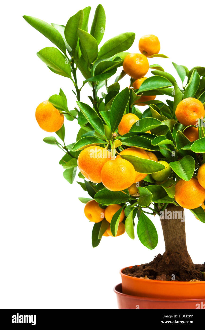 tangerine tree in pot on a white background Stock Photo Alamy