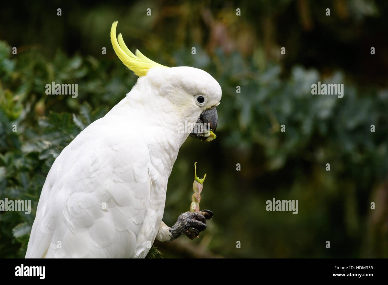 Sulphur Crested Cockatoo stripping and eating wattle seeds Stock Photo