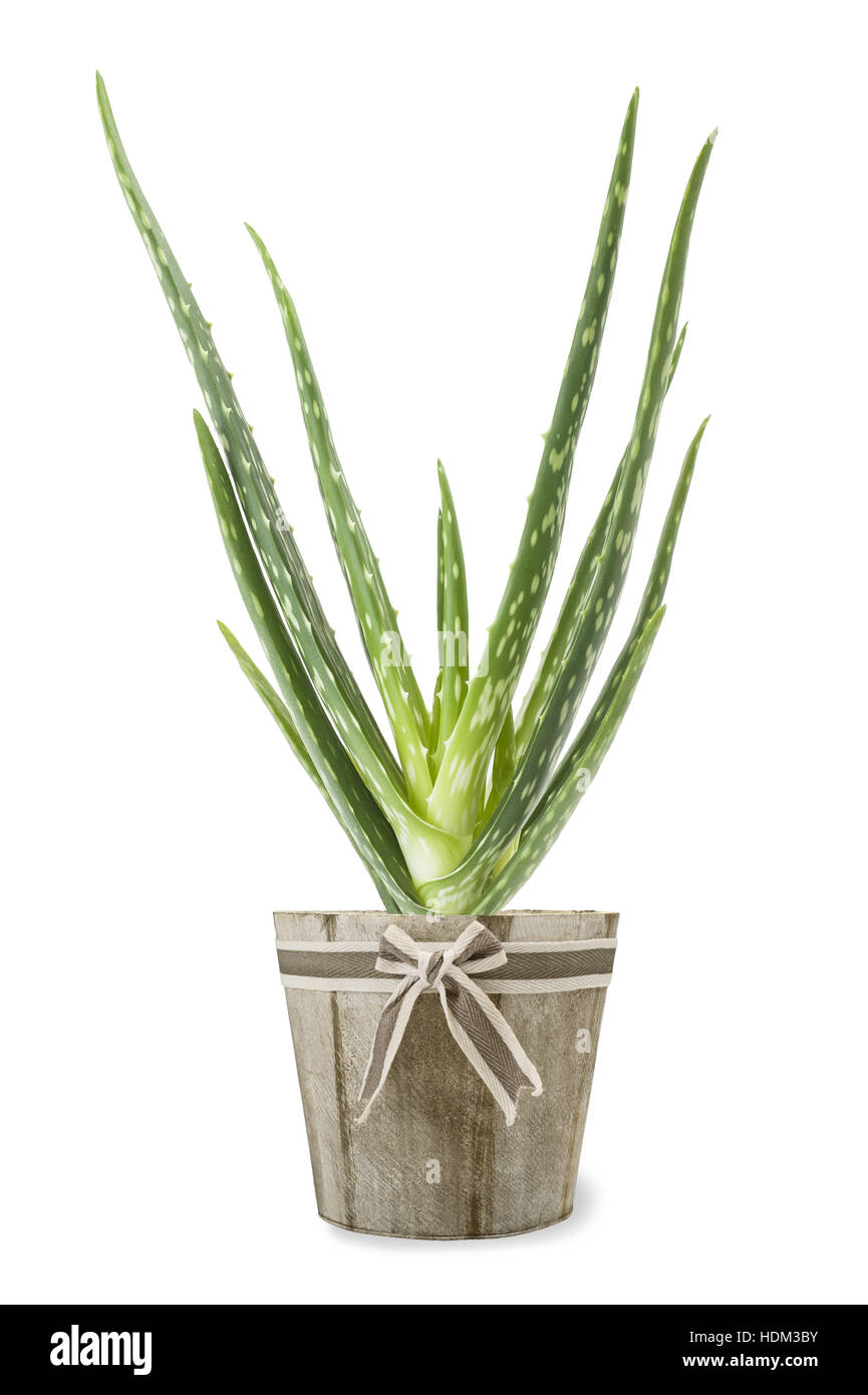 Aloe vera plant in vase isolated on white Stock Photo