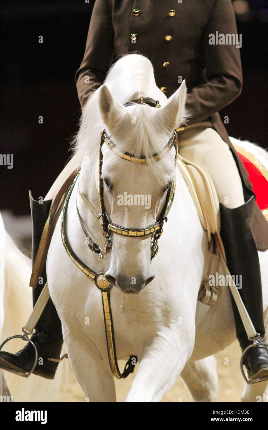 Unidentified rider in saddle of a show horse Stock Photo - Alamy