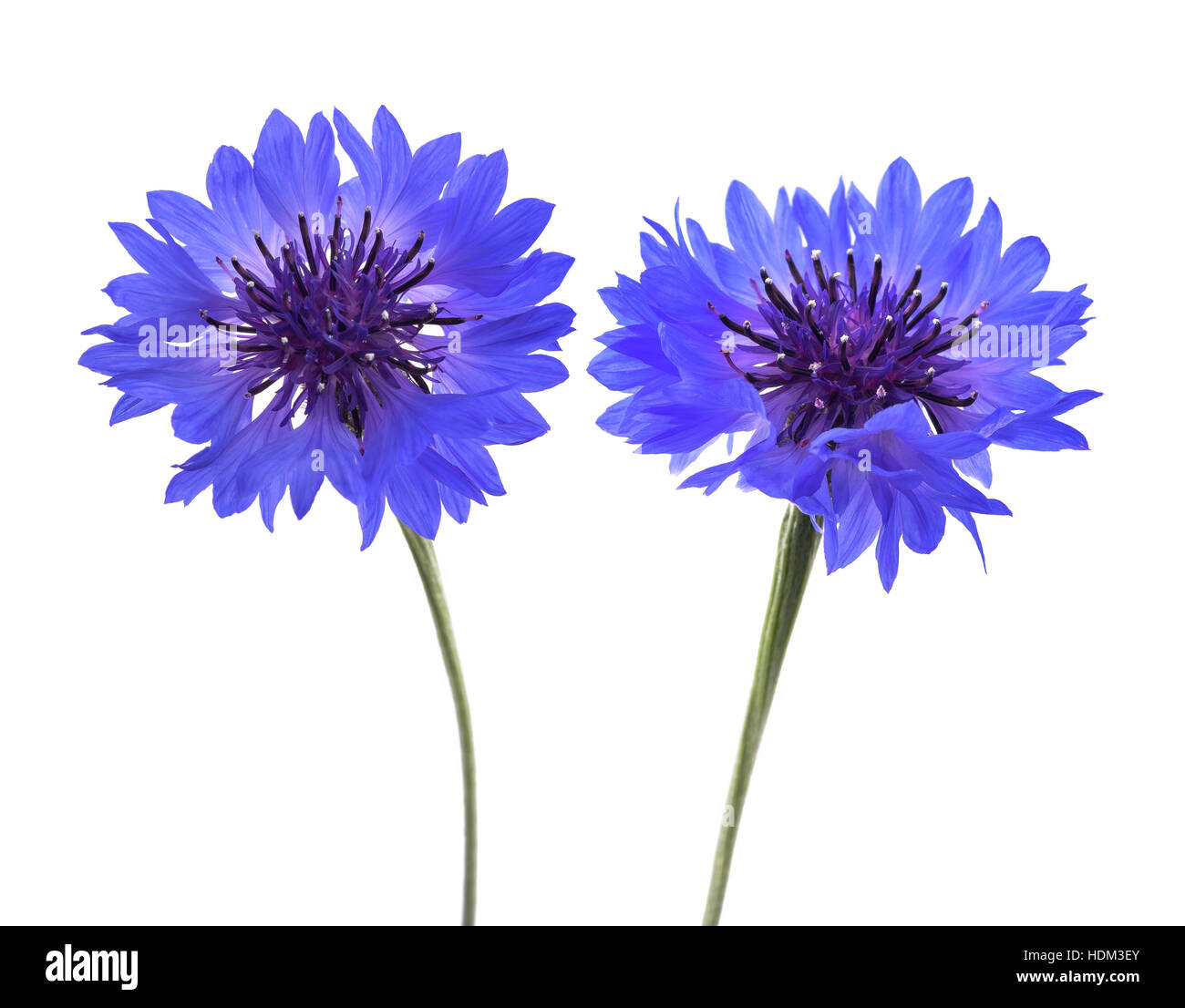 Blue cornflowers (Cyanus segetum) isolated on white background Stock Photo