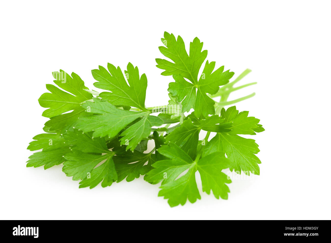 green parsley leaves   isolated on white background Stock Photo