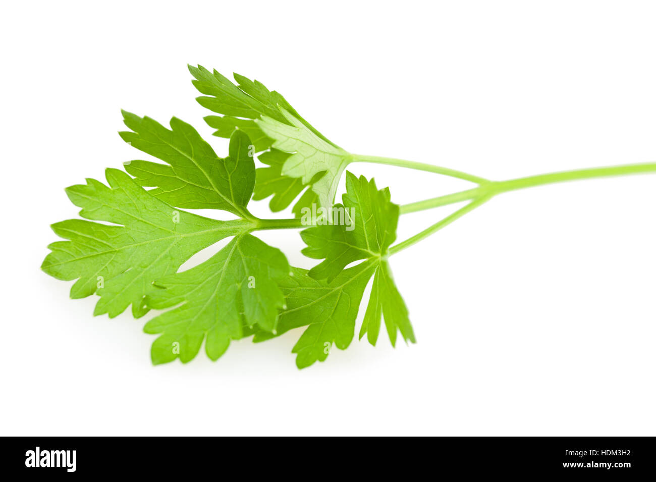 green parsley leaves isolated on white background Stock Photo Alamy