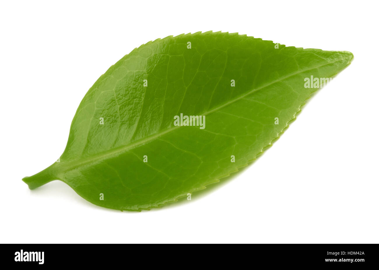 Tea leaf isolated on white background Stock Photo