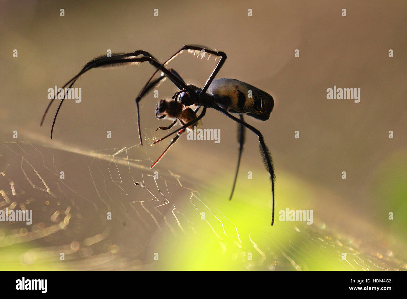 A golden orb-web spider paralysing a bee that has just been caught in the web. Stock Photo