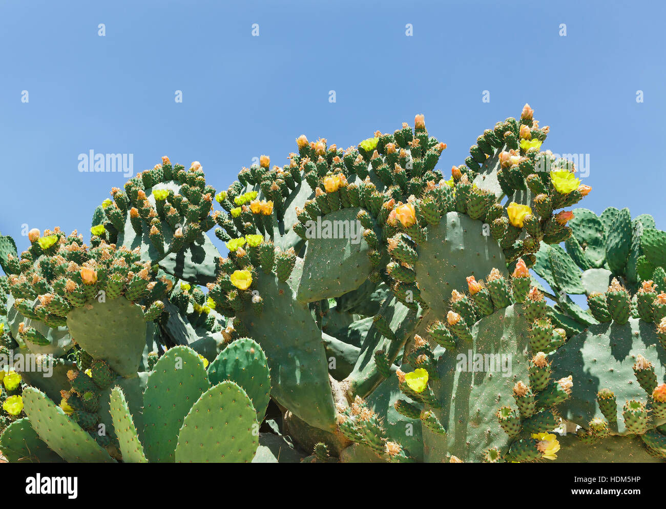 Blooming cactus on a background of blue sky Stock Photo