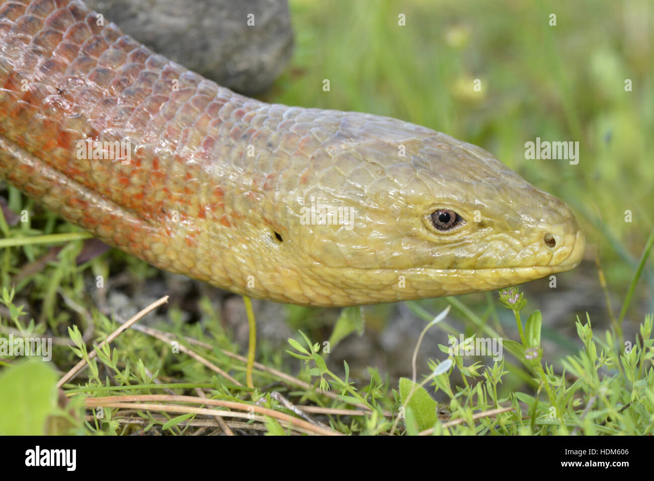 European Glass-lizard - Pseudopus apodus Stock Photo