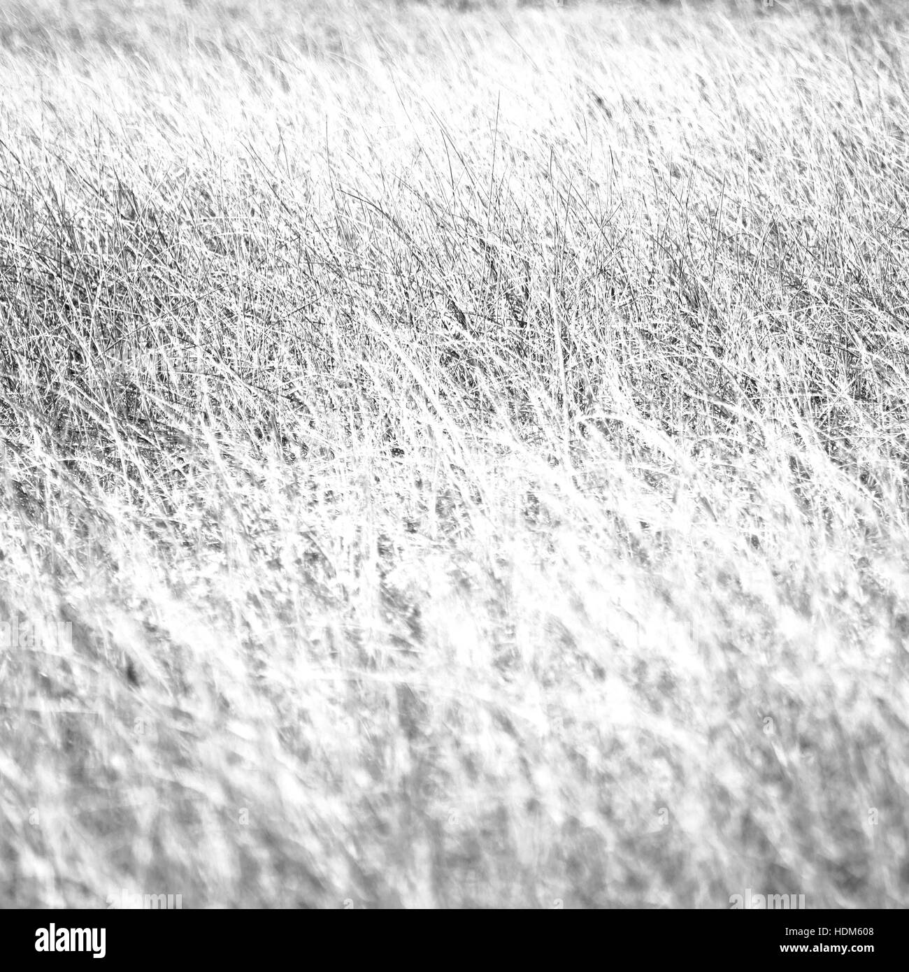 blur in  south africa  abstract grass like background texture Stock Photo