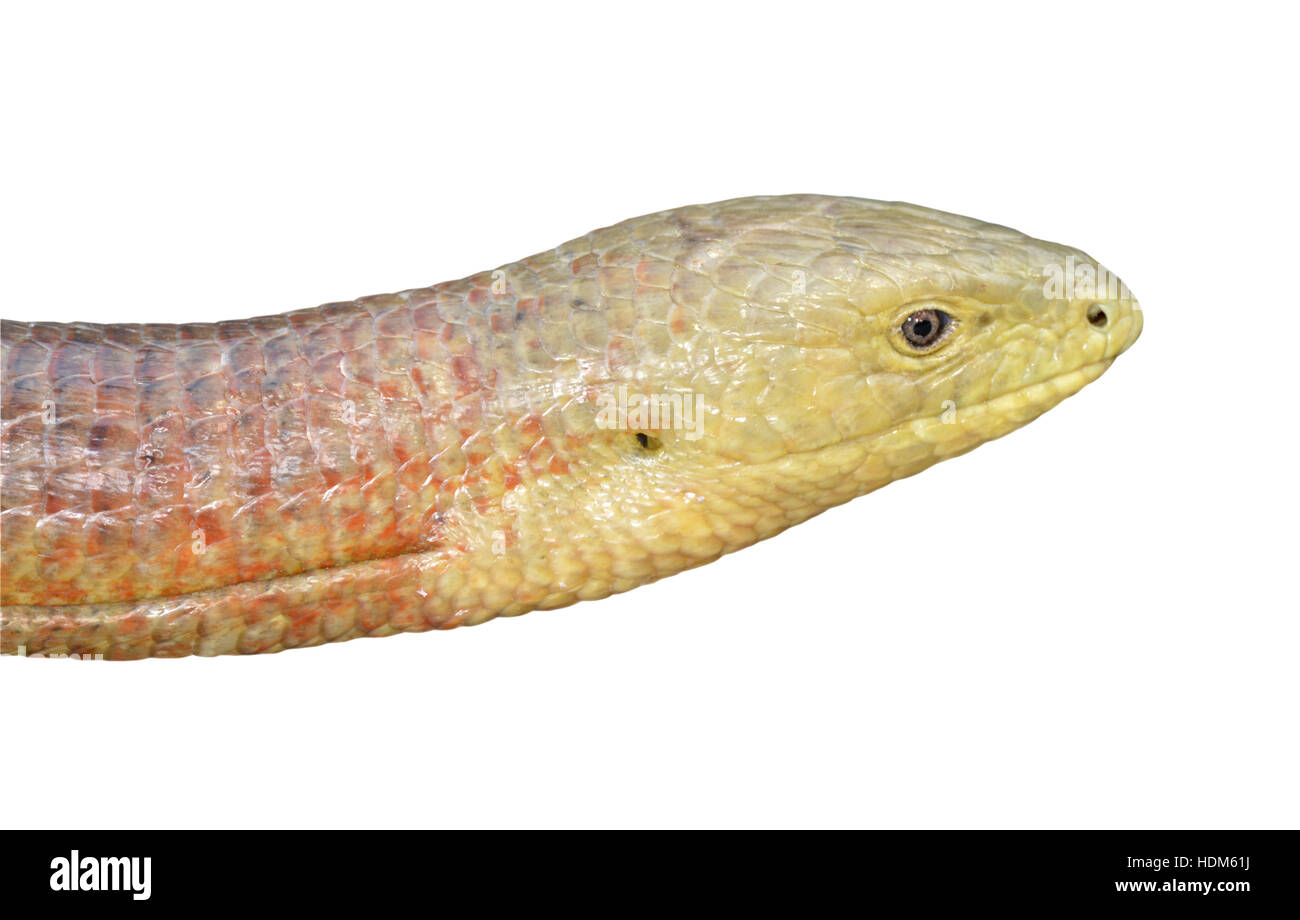 European Glass-lizard - Pseudopus apodus Stock Photo