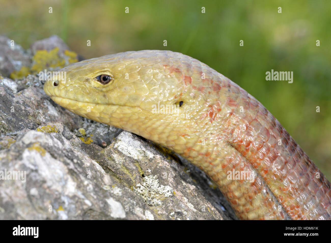 European Glass-lizard - Pseudopus apodus Stock Photo