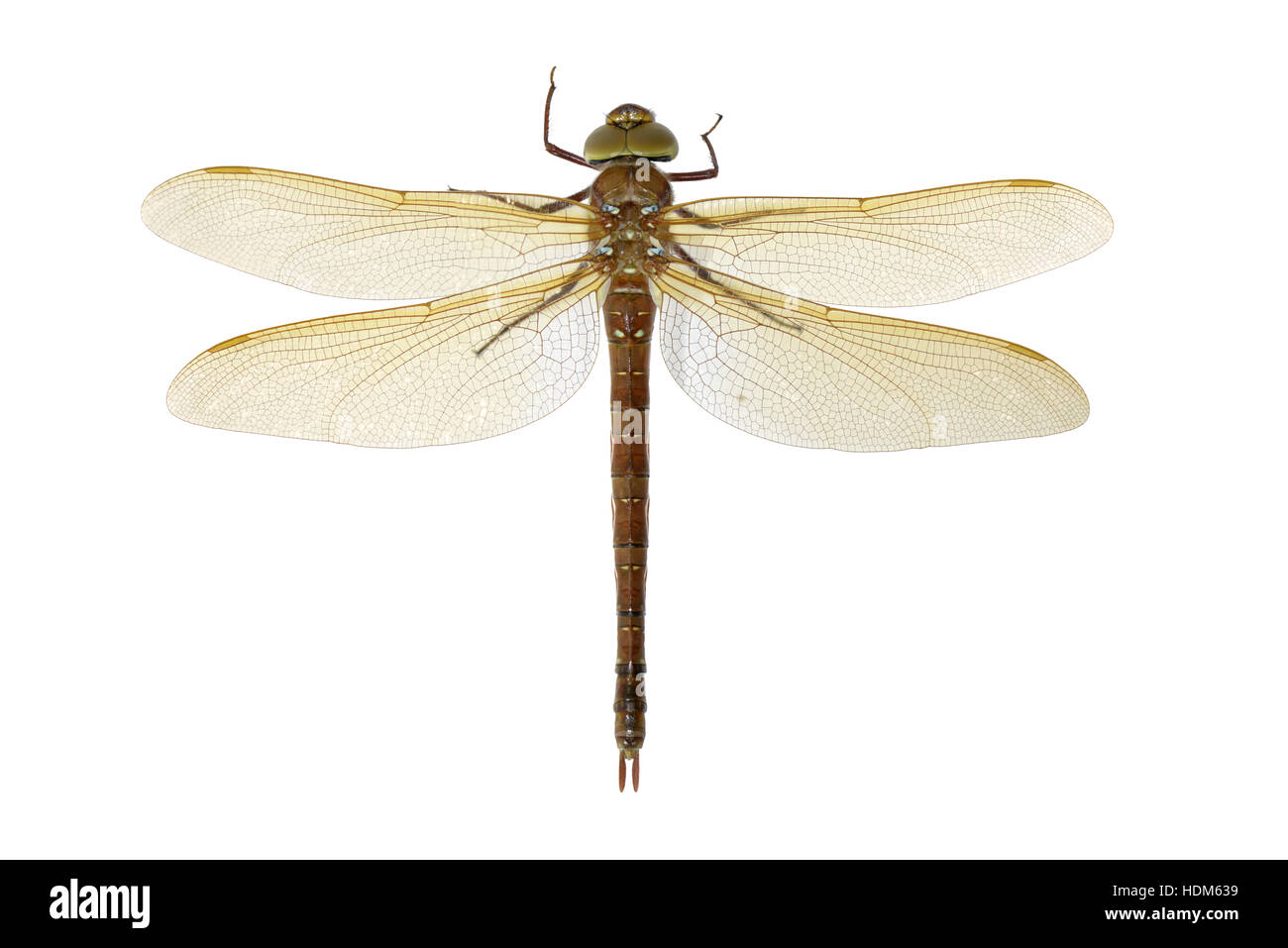 Brown Hawker Aeshna Grandis Stock Photo Alamy brown-hawker-aeshna-grandis-stock-photo-alamy
