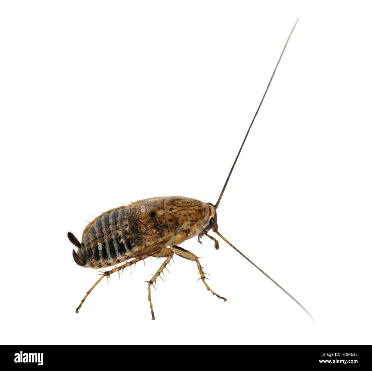 Lesser Cockroach - Ectobius panzeri - female Stock Photo