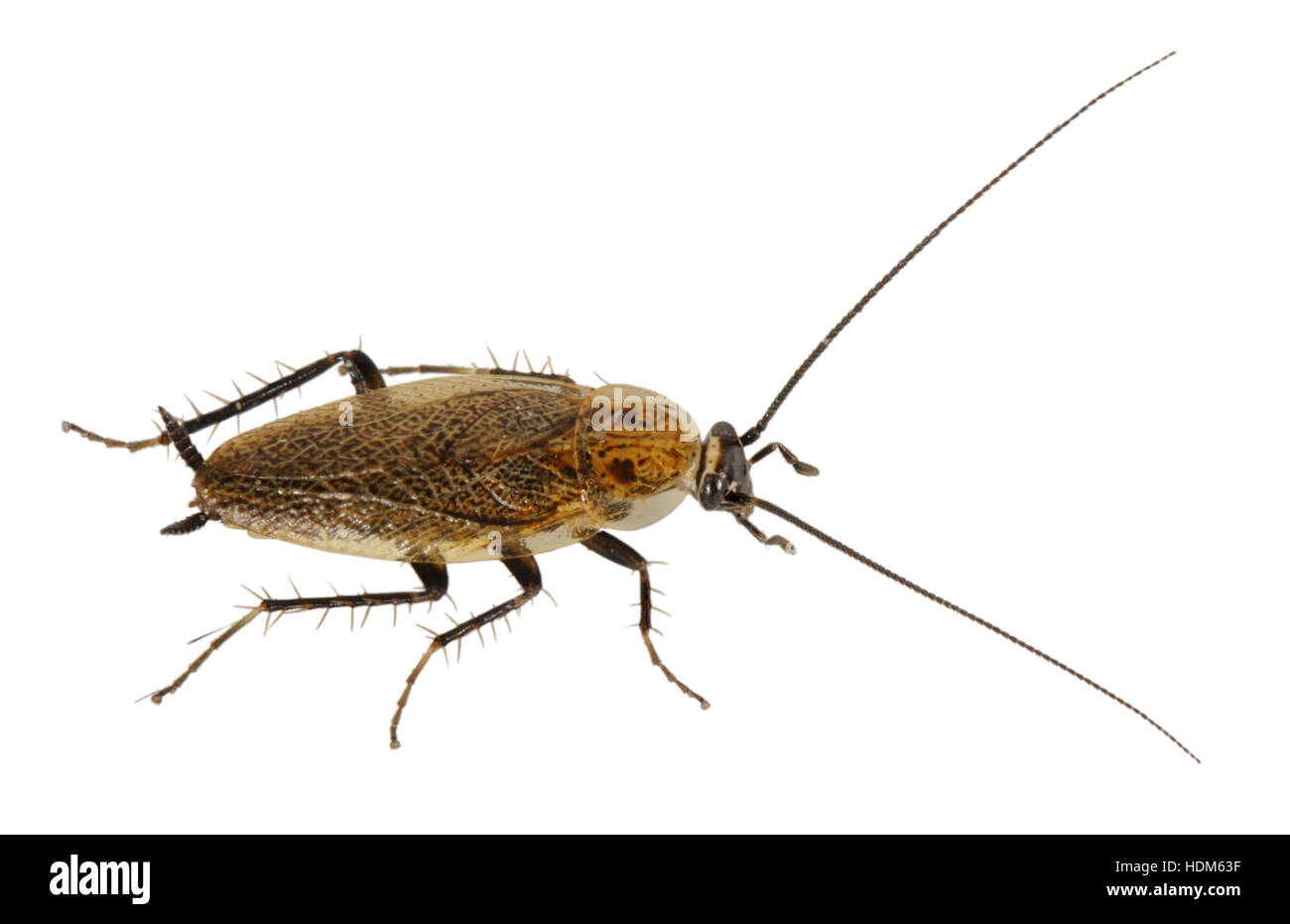 Lesser Cockroach - Ectobius panzeri Stock Photo