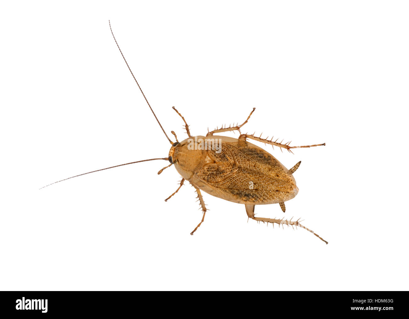 Tawny Cockroach Ectobius pallidus male Stock Photo Alamy