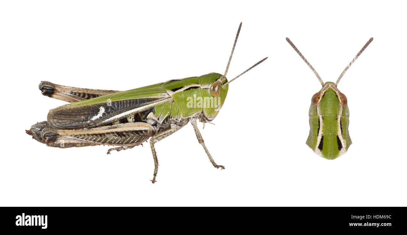 Stripe-winged Grasshopper - Stenobothrus lineatus - female Stock Photo