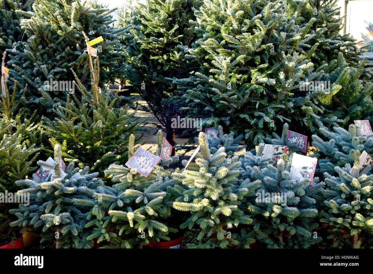 Super Blue Spruce & Norway Spruce Christmas Trees For Sale at Whitehall Garden Centre near Lacock in Wiltshire, United Kingdom. Stock Photo