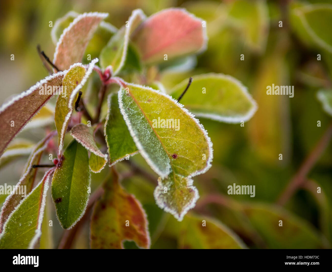 First frost and snow on the leaves in December - 7 Stock Photo