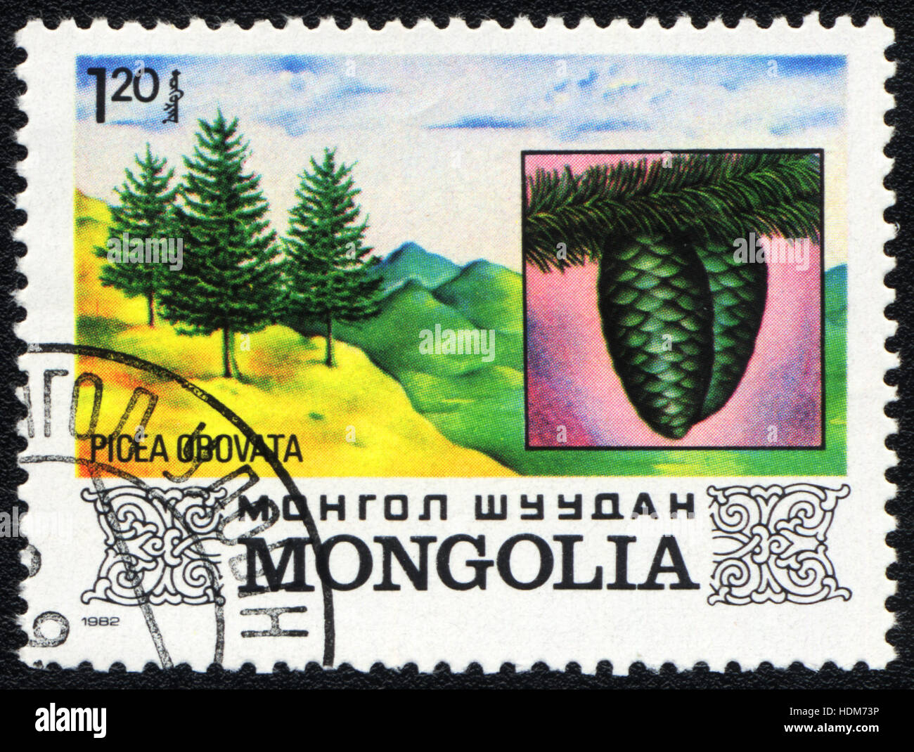 A postage stamp printed in MONGOLIA  shows a  Picea obovata,  1982 Stock Photo