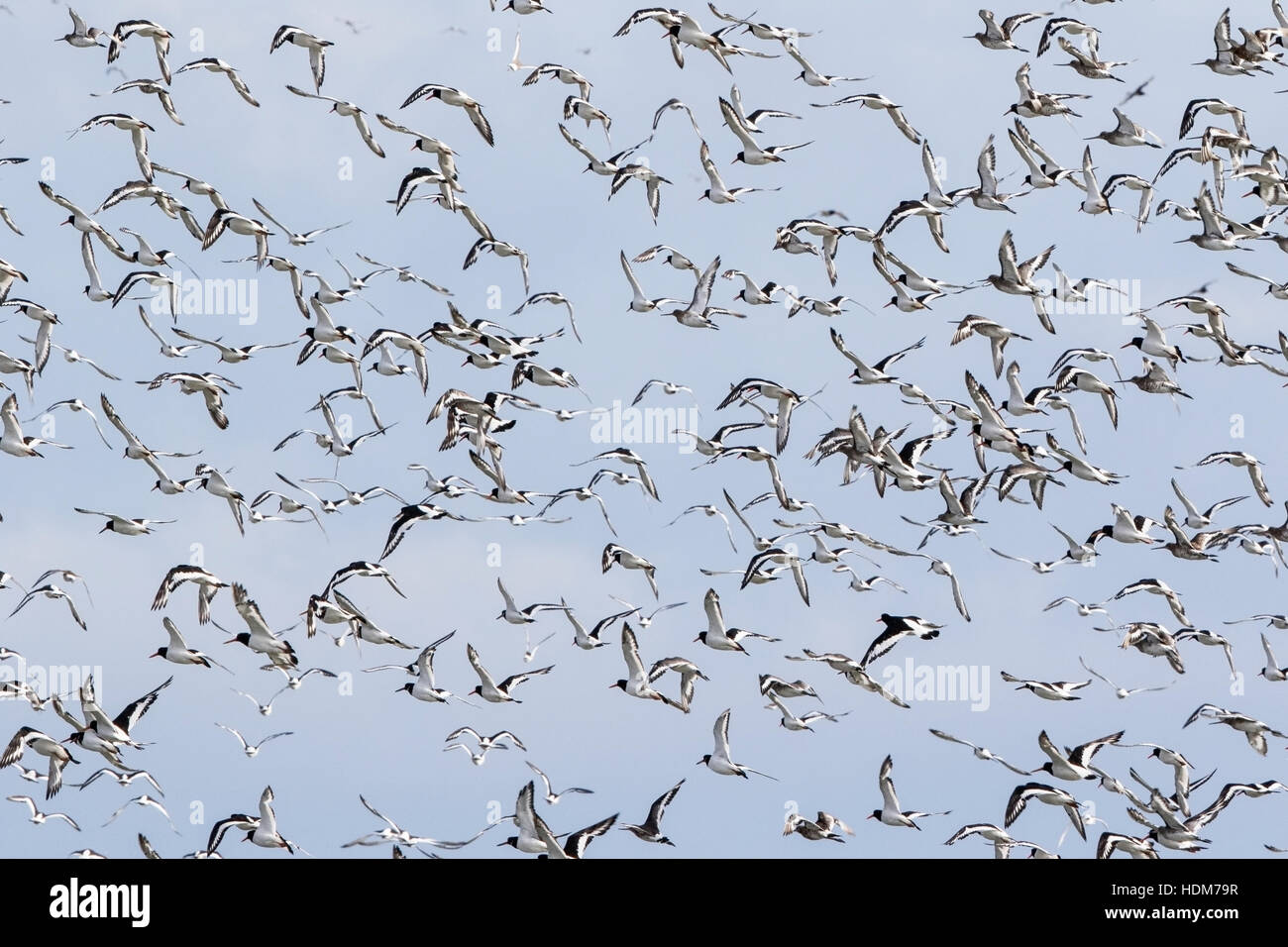 Eurasian oystercatcher (Haematopus ostralegus) flock of many birds in flight over marsh, Norfolk, England, UK Stock Photo