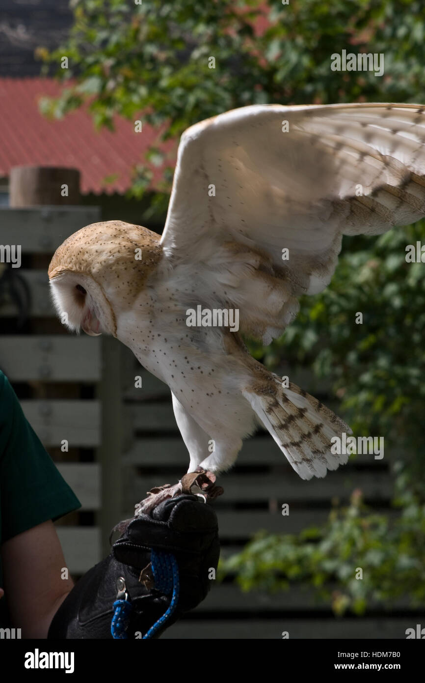 Vermont Institute of Natural Sciences, Quechee, Vermont, USA., a young rescued barn owl on the gloved hand of a trainer. Stock Photo