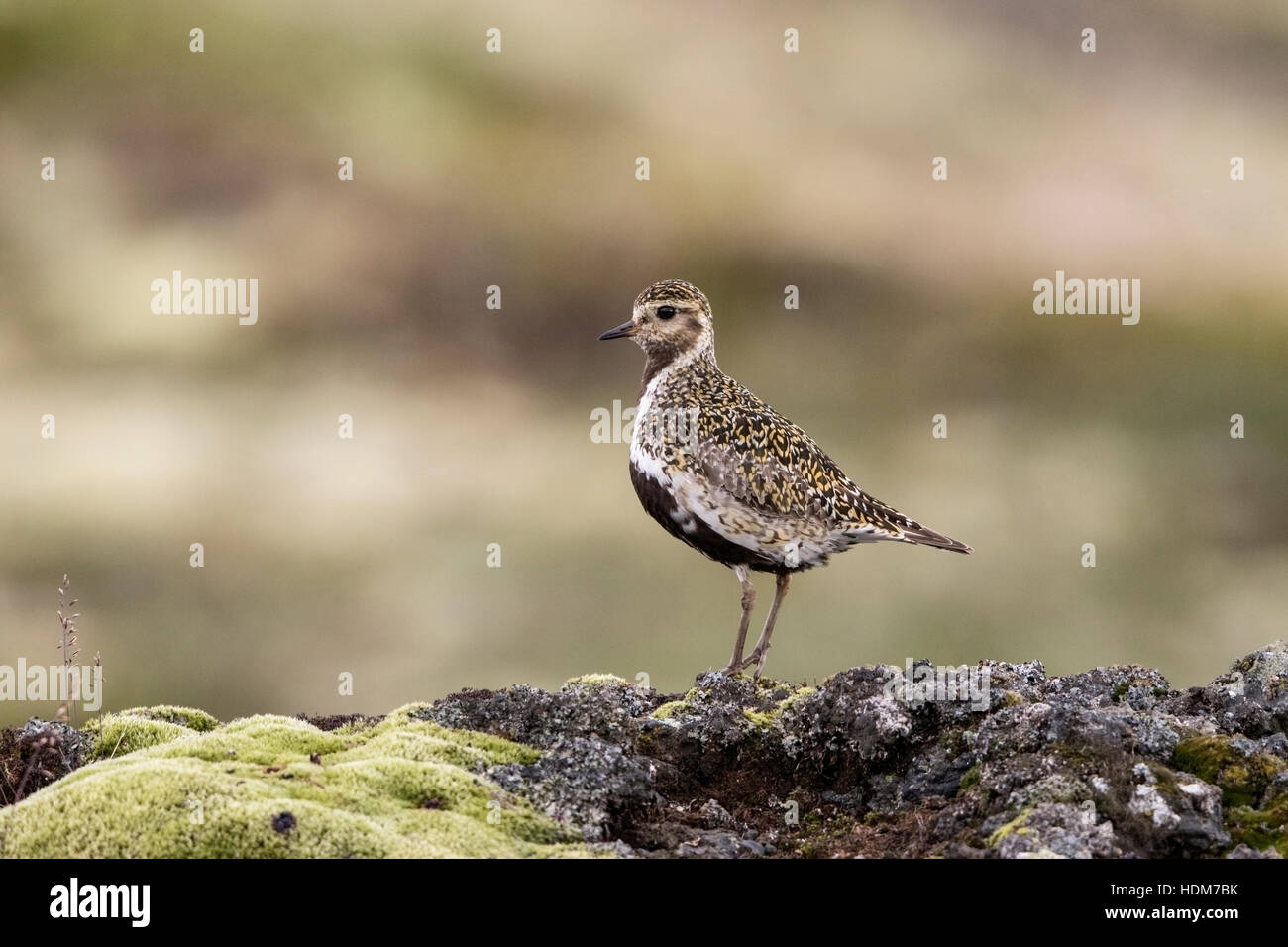 European golden plover (Pluvialis apricaria) adult in breeding plumage walking on lava rock in moorland, Iceland Stock Photo