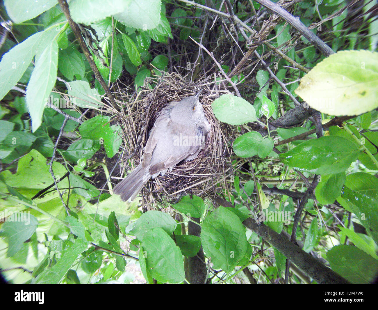 Sylvia nisoria. The nest of the Barred Warbler in nature.  Russia, the Ryazan region (Ryazanskaya oblast), the Pronsky District. Stock Photo