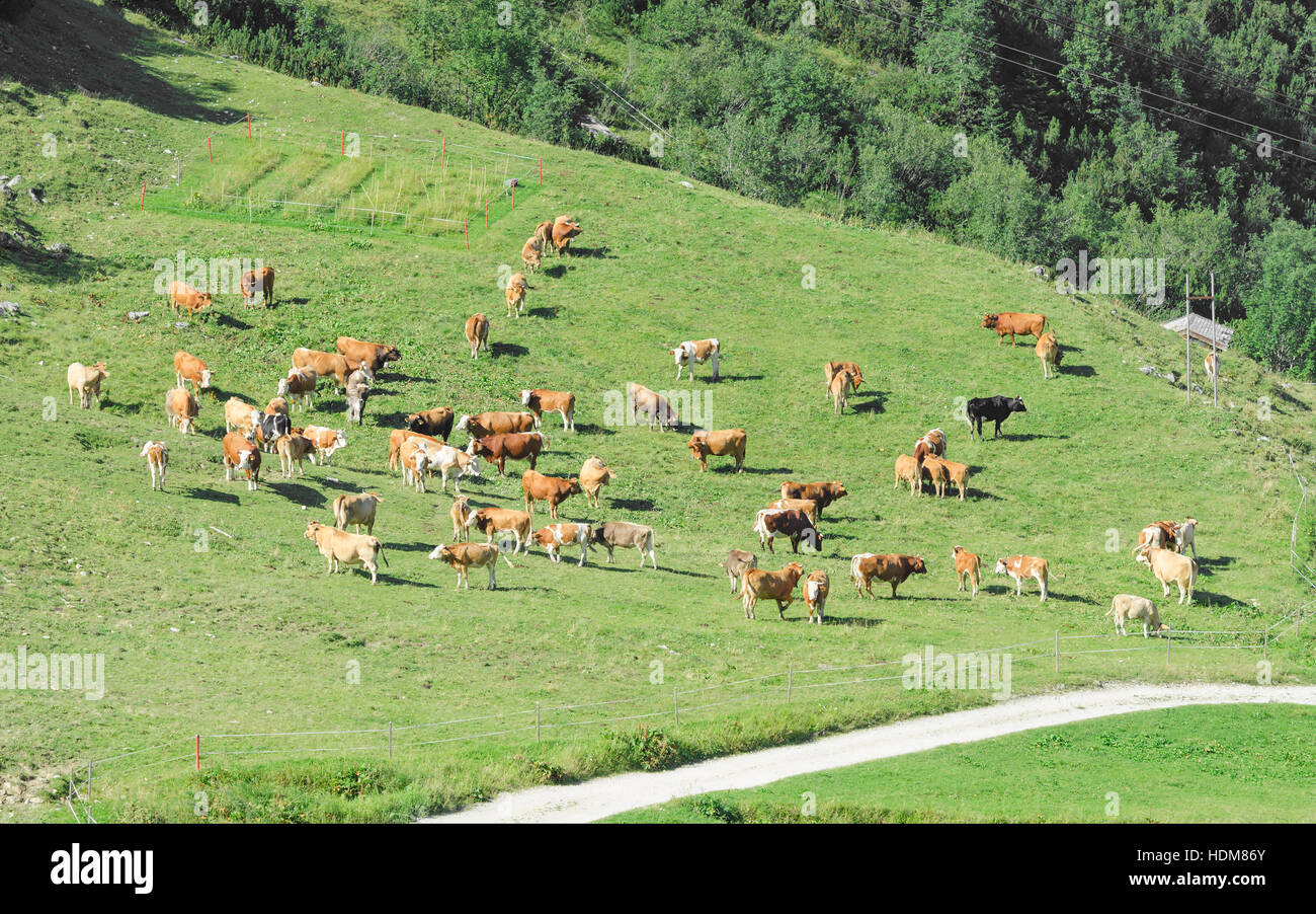 Herd of cattle grazing on sunlit spring highlands grassland in valley of Alps mountain slopes Stock Photo
