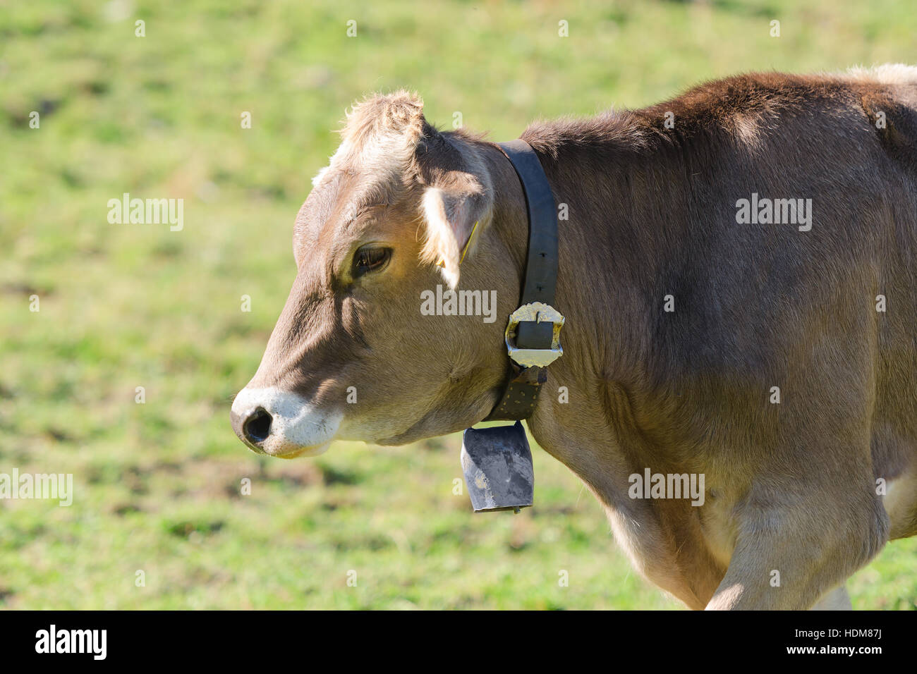 Brown Swiss breed cow grazing on summer sunlight pasturage meadow on slopes of Alps mountains Stock Photo