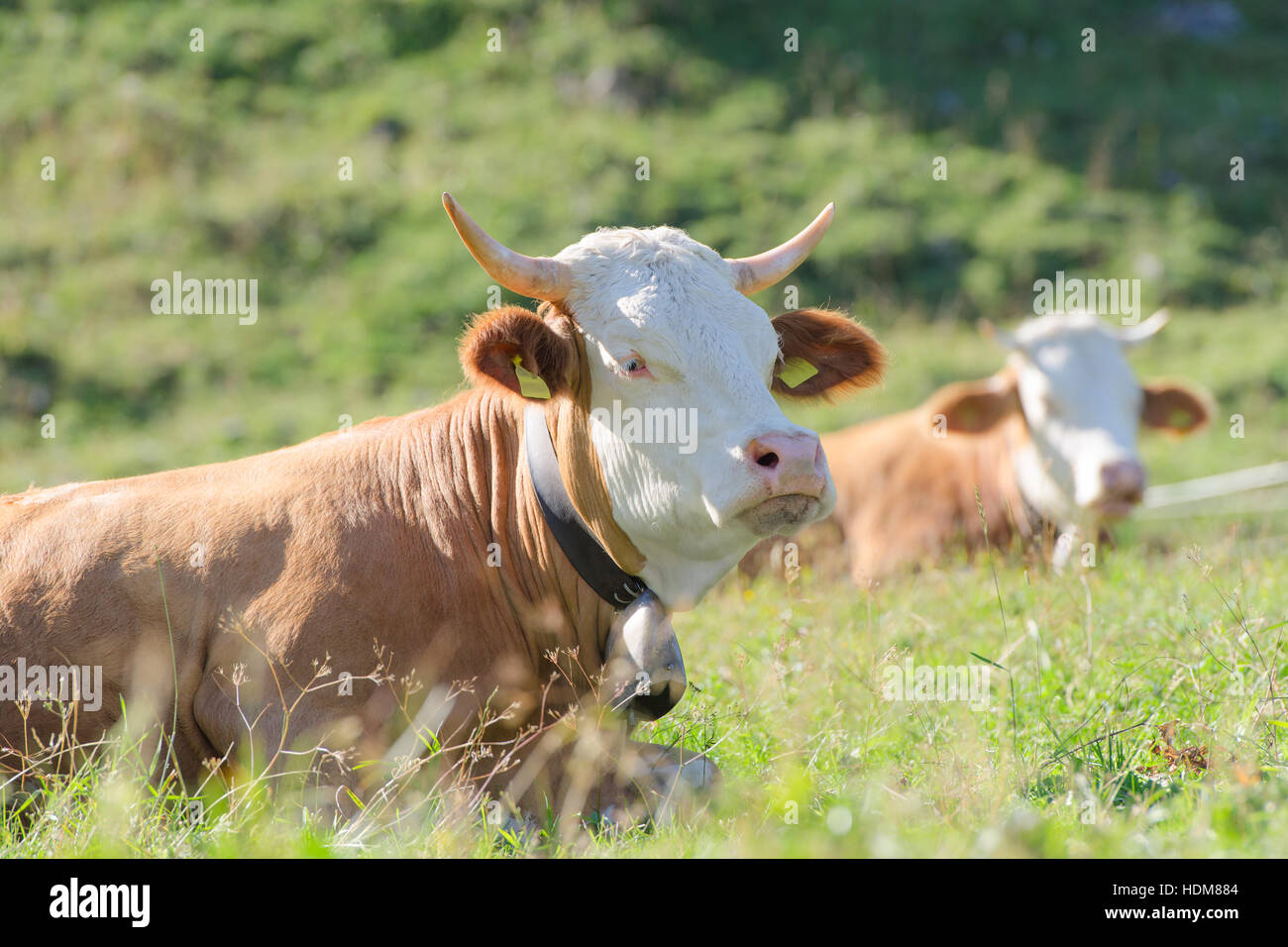 Bulls of Hereford breed lies on sunny highlands Alpine pasture at the foot of Alps mountains Stock Photo