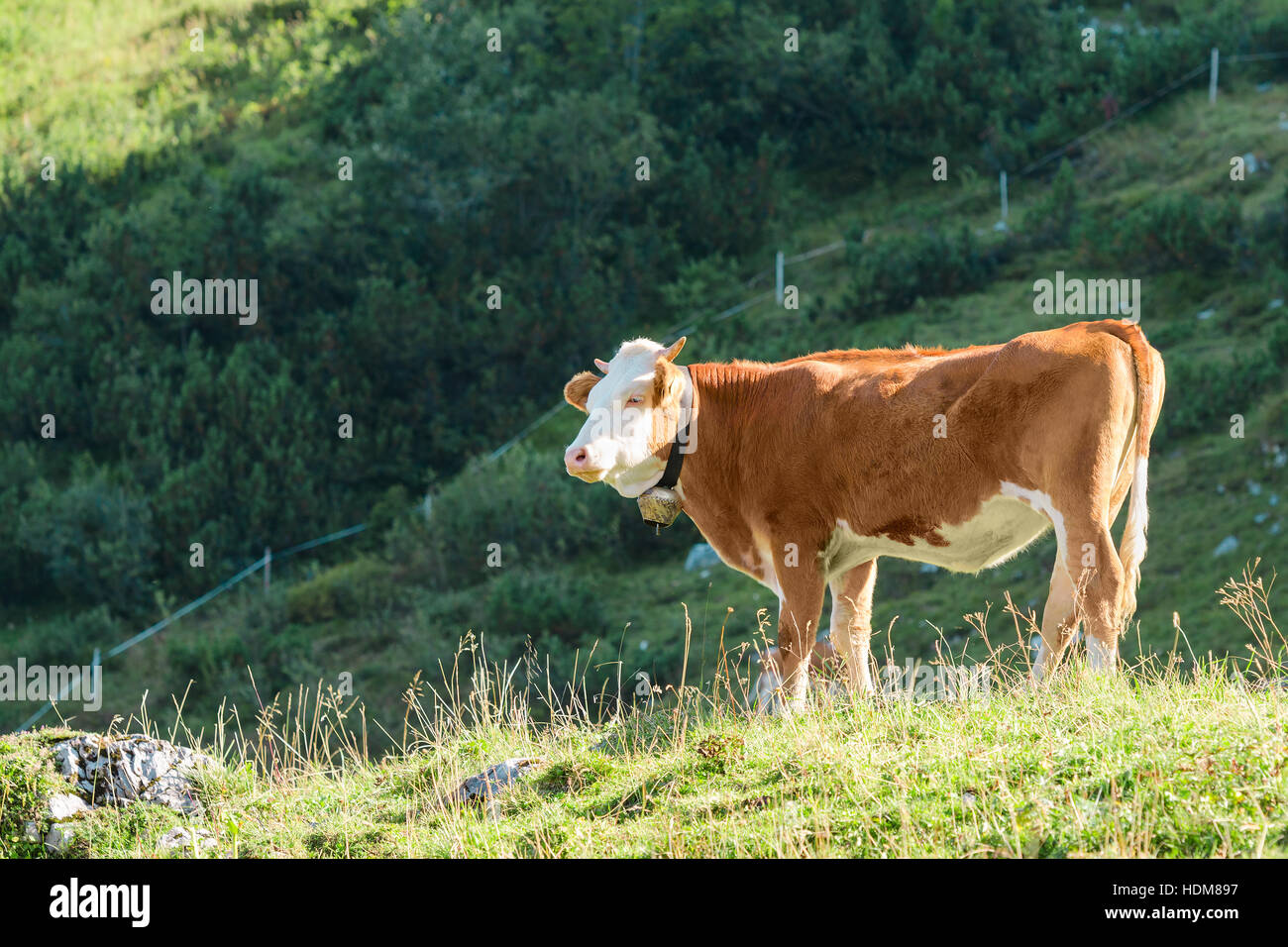 Highlands Alpine pasture with fresh grass and Hereford breed grazing cow. Stock photo captured at Alps mountain in summer sunny day. Stock Photo