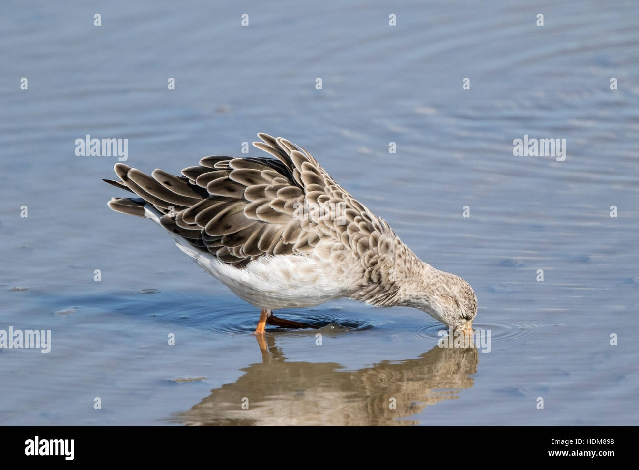 ruff (Philomachus pugnax) juvenile male feeding in shallow water, autumn, Norfolk, England Stock Photo