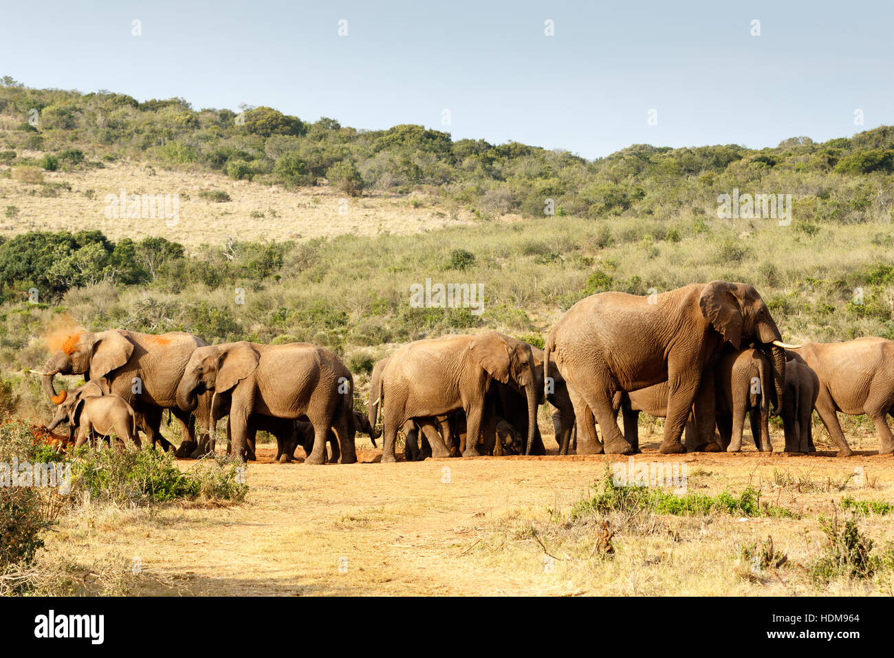 African Bush Elephant gathering for a good mud bath. Stock Photo