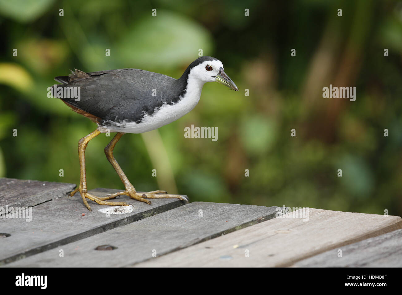 White-breasted Waterhen, Amaurornis phoenicurus, on boardwalk at pond within Singapore Botanic Gardens Stock Photo