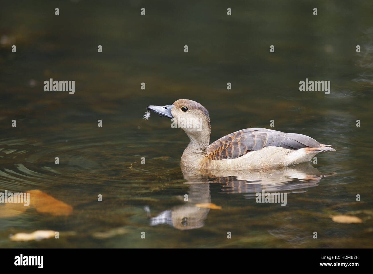 Lesser Whistling Duck, Dendrocygna javanica, at pond within Singapore Botanic Gardens Stock Photo