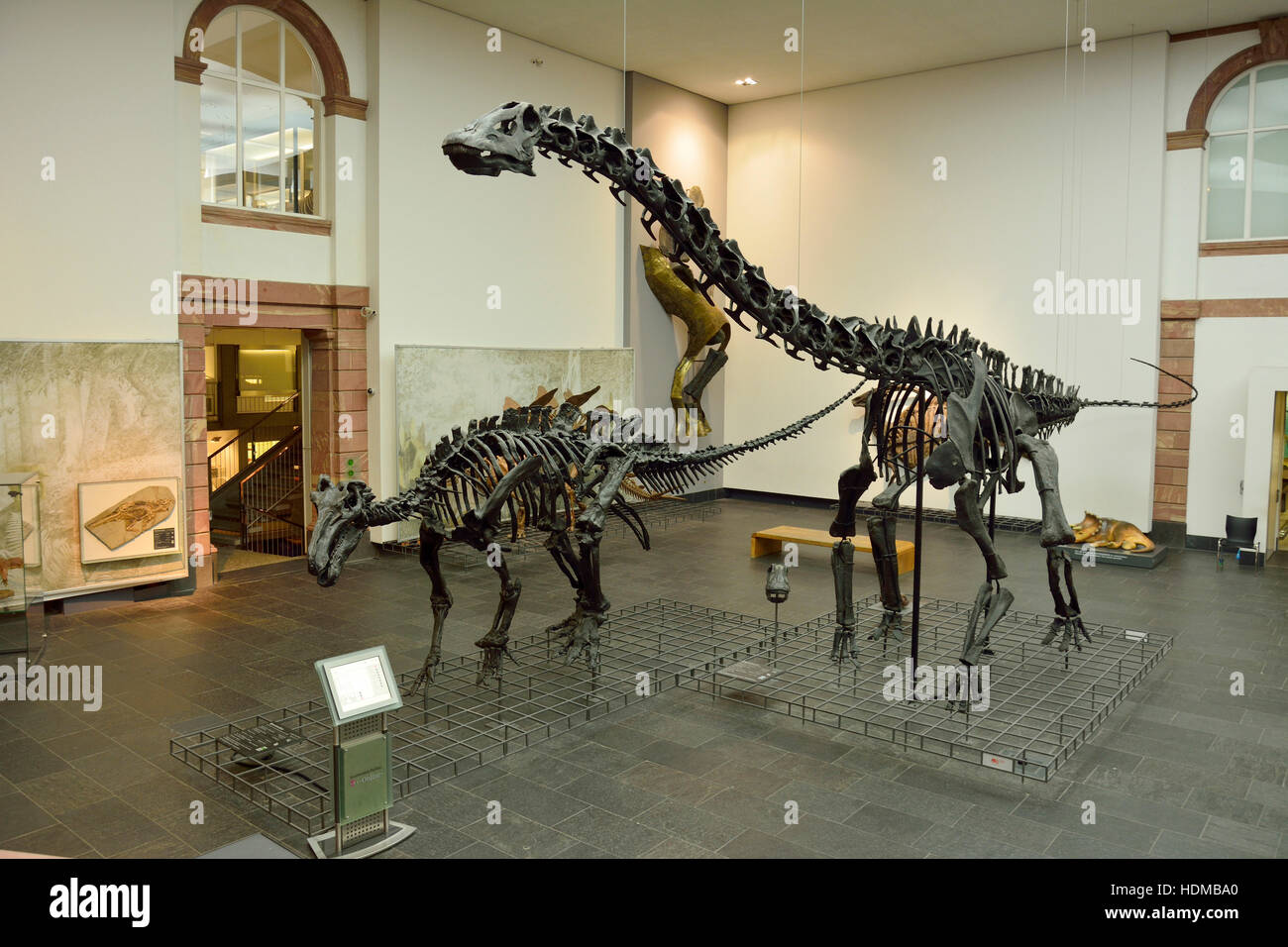 Senckenberg museum hi-res stock photography and images - Alamy