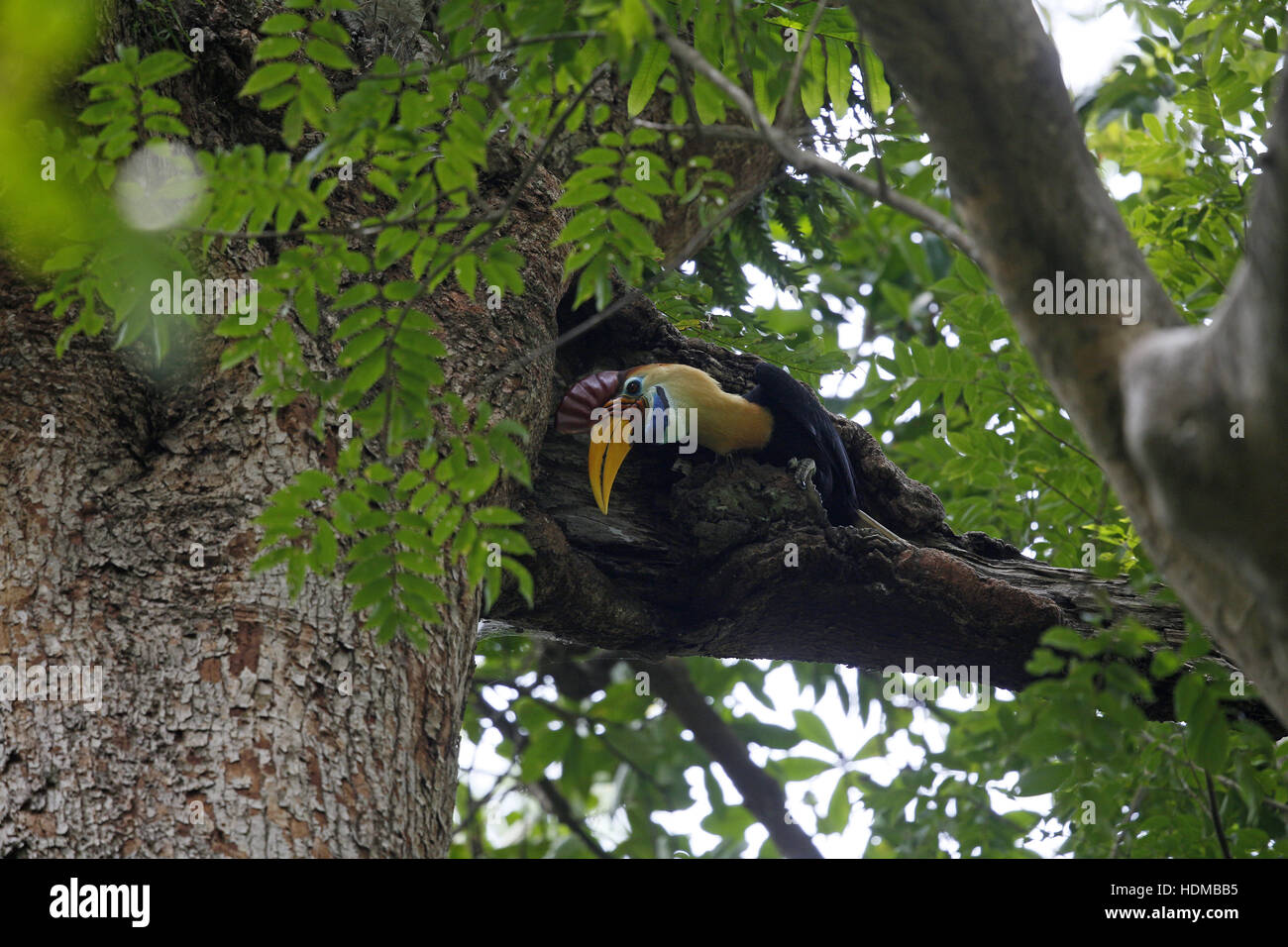 Knobbed (Sulawesi Wrinkled) Hornbilll, Rhyticeros (Aceros) cassidix, male feeding chicks high in tree Stock Photo