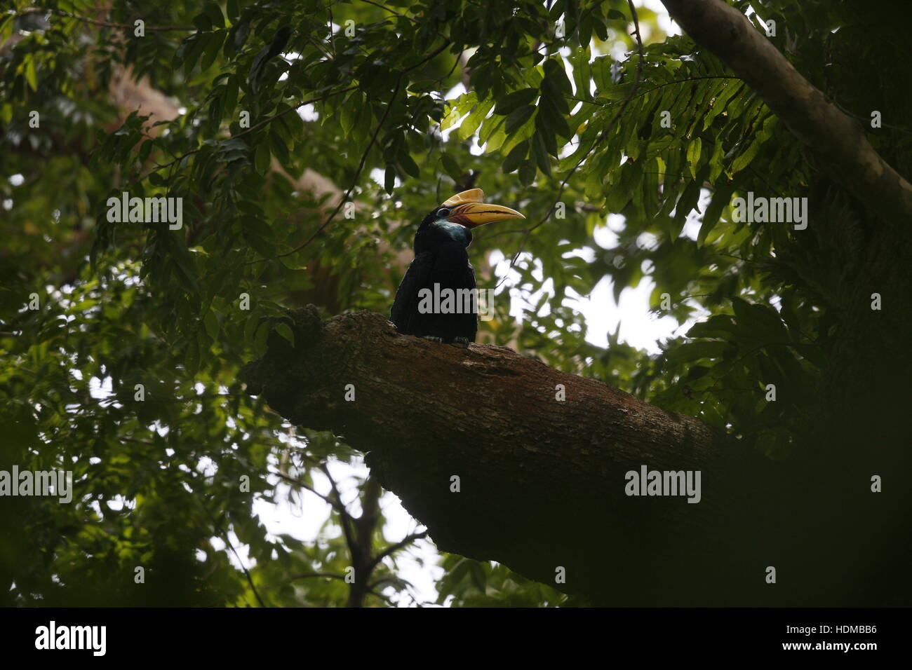 Knobbed (Sulawesi Wrinkled) Hornbilll, Rhyticeros (Aceros) cassidix, female high in tree Stock Photo